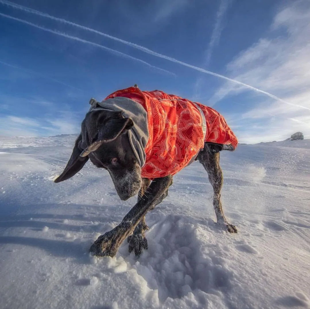 Dog Winter Outfit