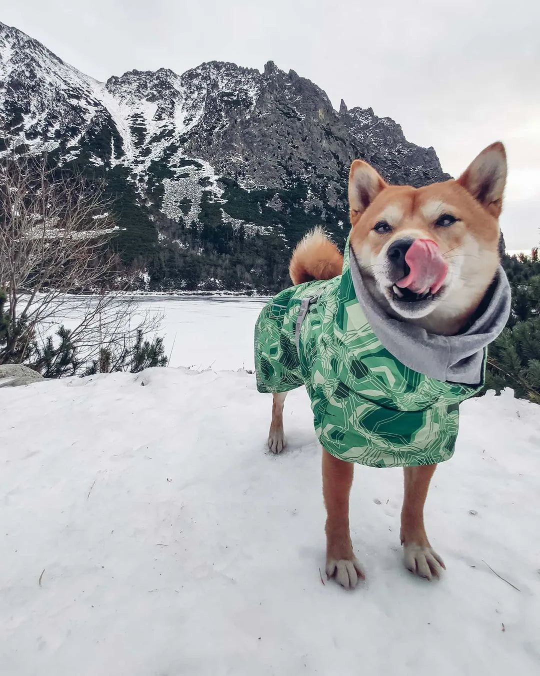 Dog Winter Outfit