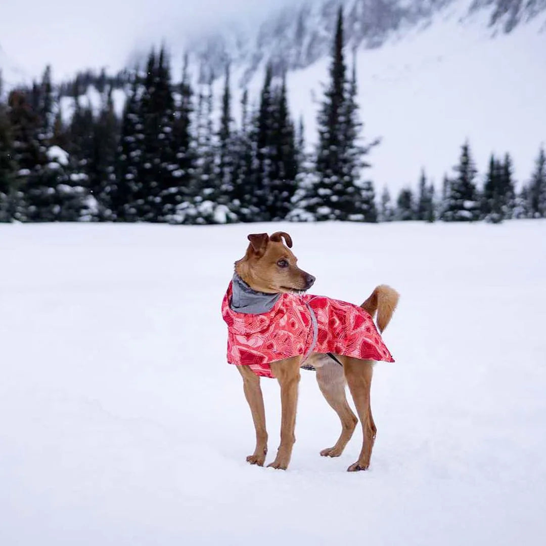 Dog Winter Outfit