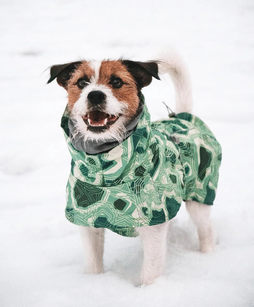 Dog Winter Outfit
