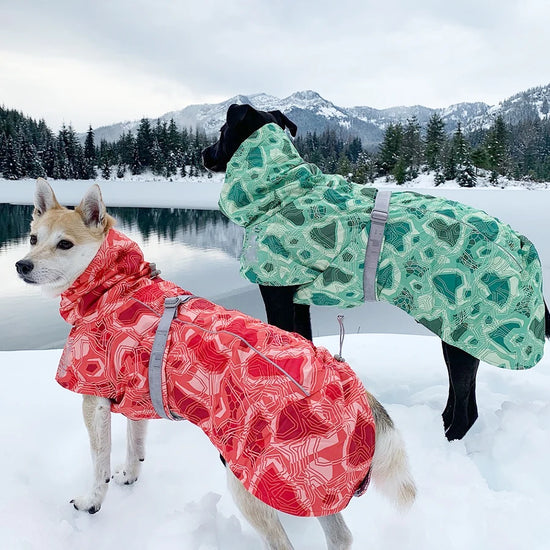 Dog Winter Outfit