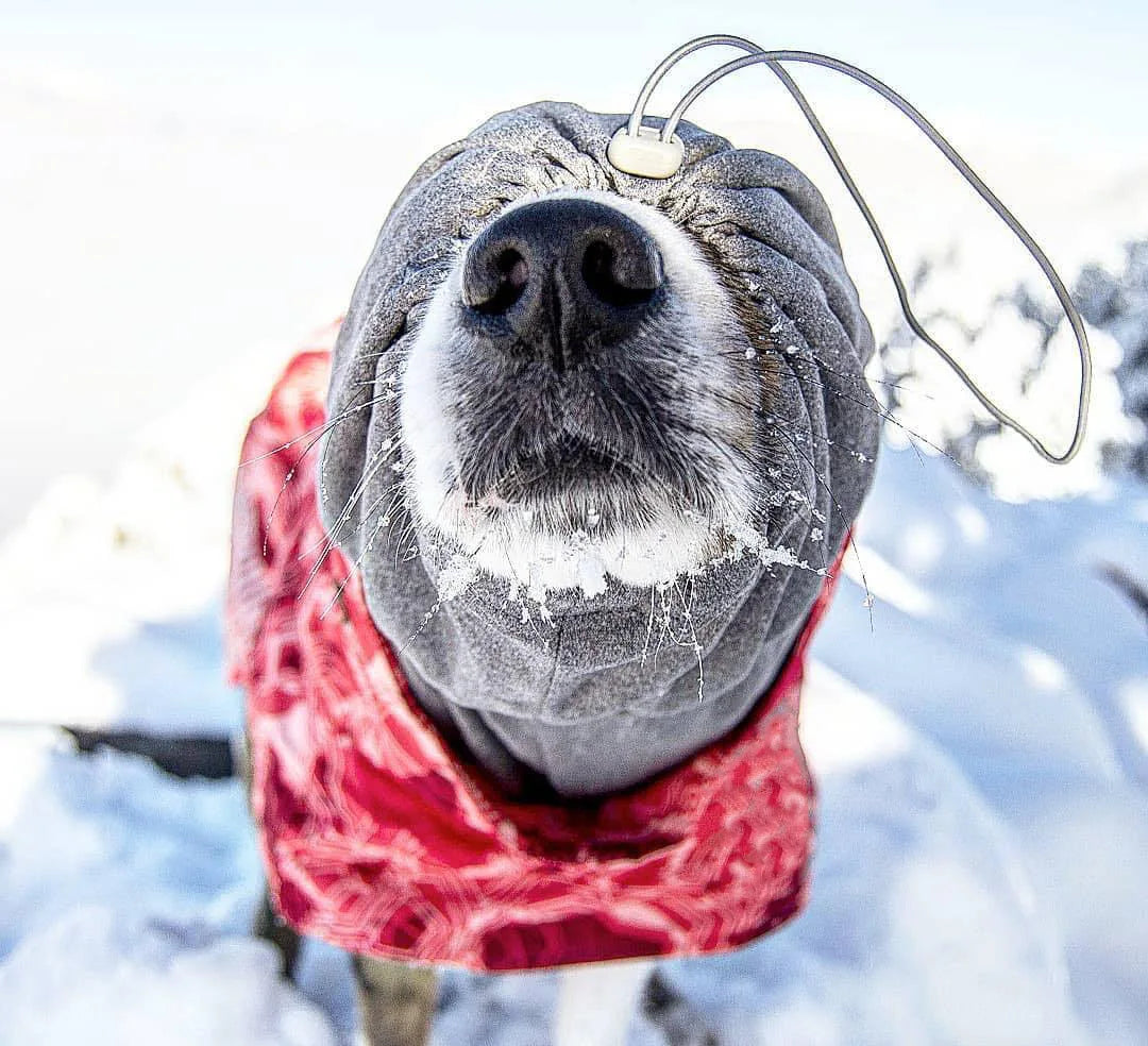 Dog Winter Outfit