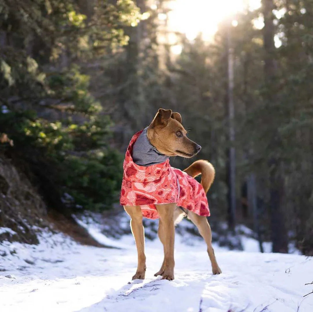 Dog Winter Outfit
