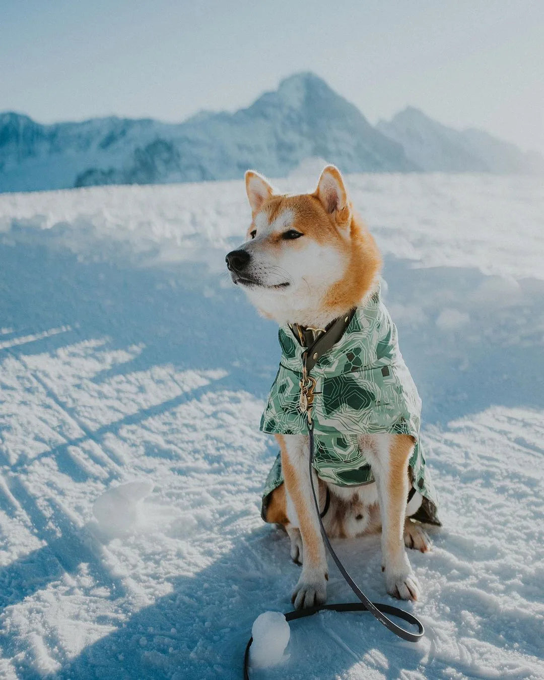 Dog Winter Outfit
