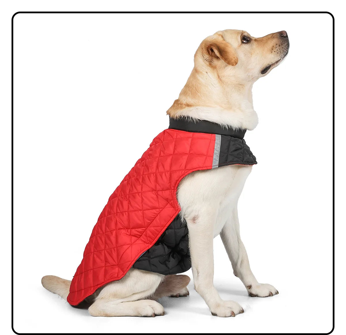 Warm Waterproof Dog Jacket