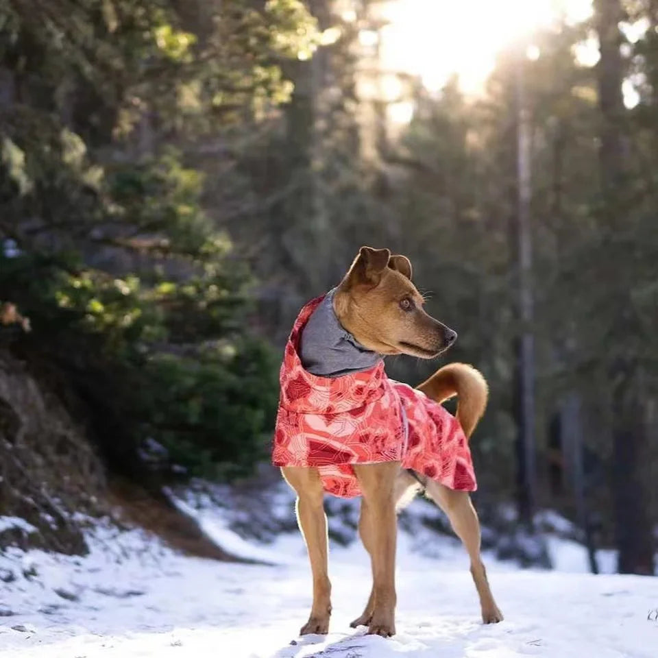 Dog Winter Outfit