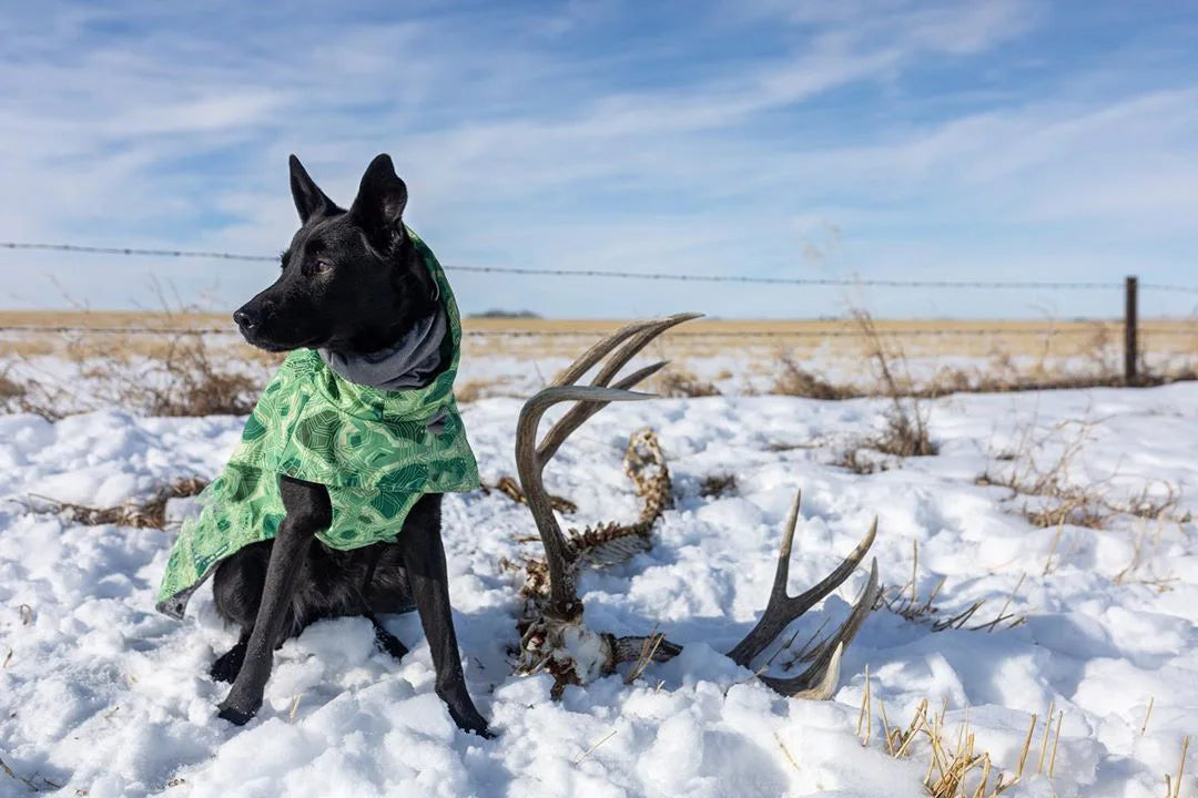 Dog Winter Outfit