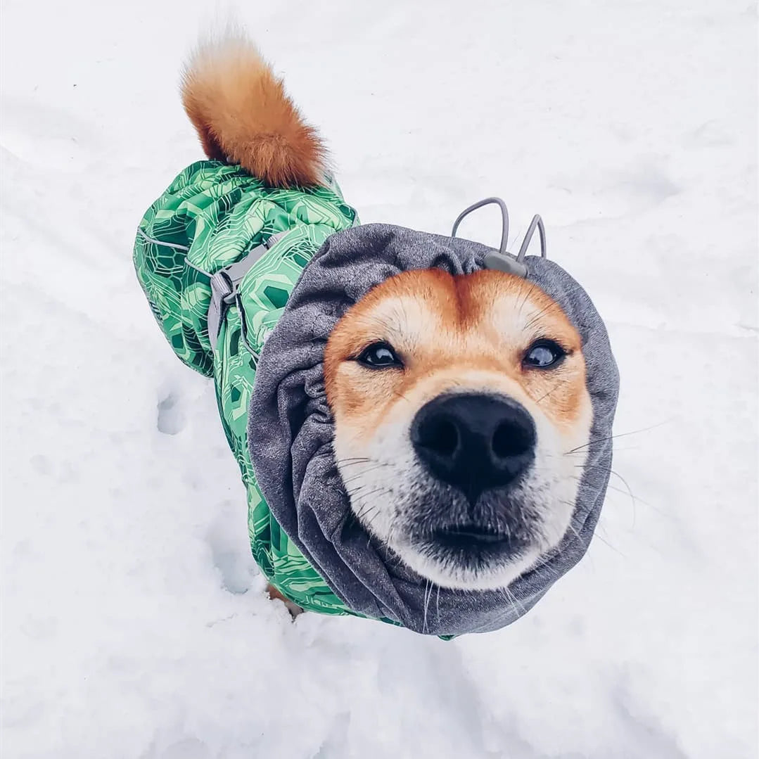 Dog Winter Outfit