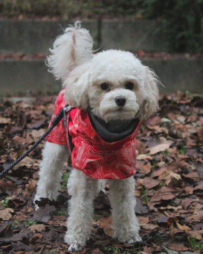 Dog Winter Outfit