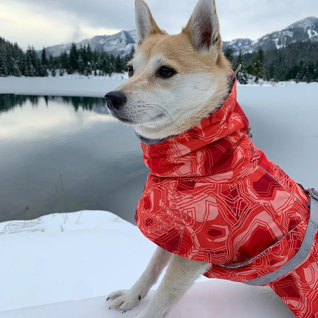 Dog Winter Outfit