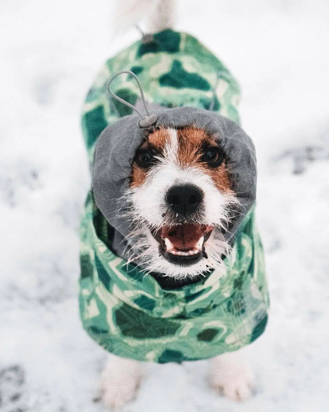 Dog Winter Outfit