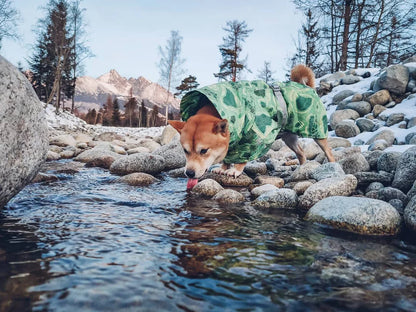 Dog Winter Outfit