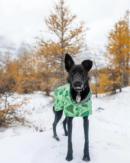 Dog Winter Outfit