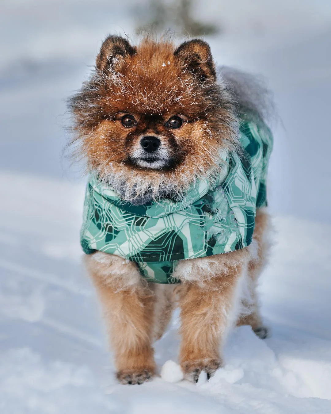Dog Winter Outfit