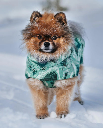 Dog Winter Outfit