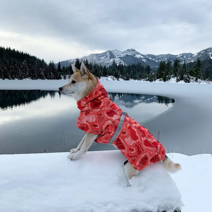 Dog Winter Outfit
