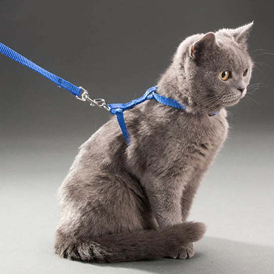 Pet Collar & Leash Set