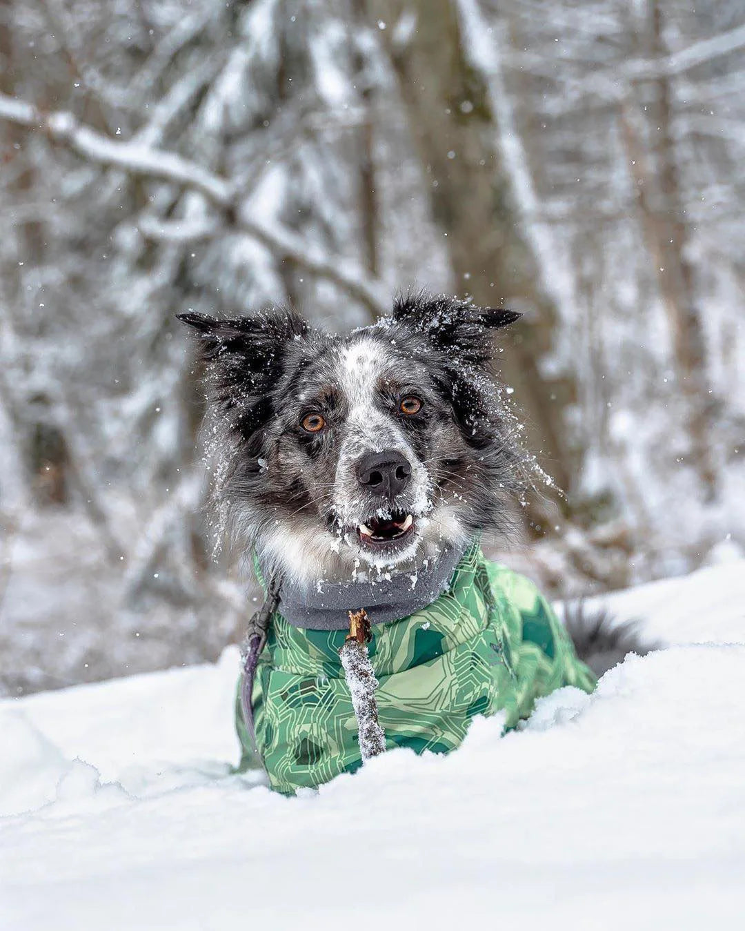 Dog Winter Outfit