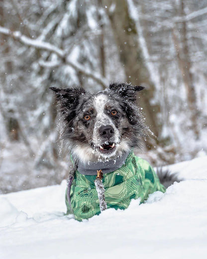 Dog Winter Outfit