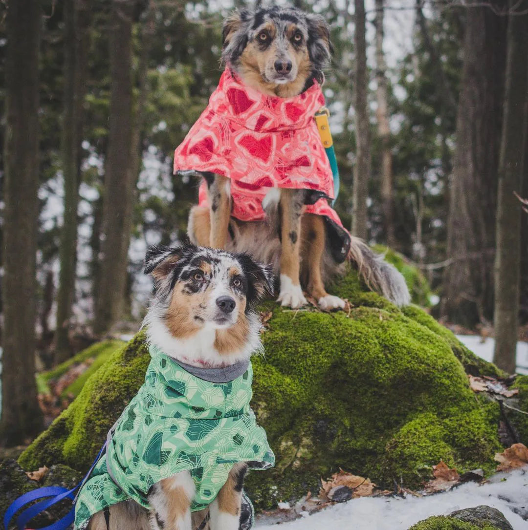 Dog Winter Outfit