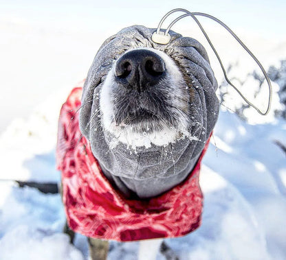 Dog Winter Outfit