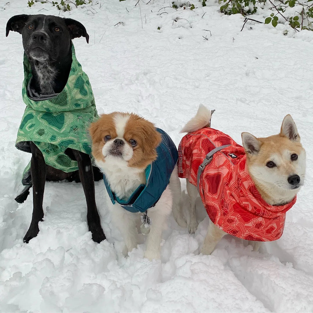 Dog Winter Outfit