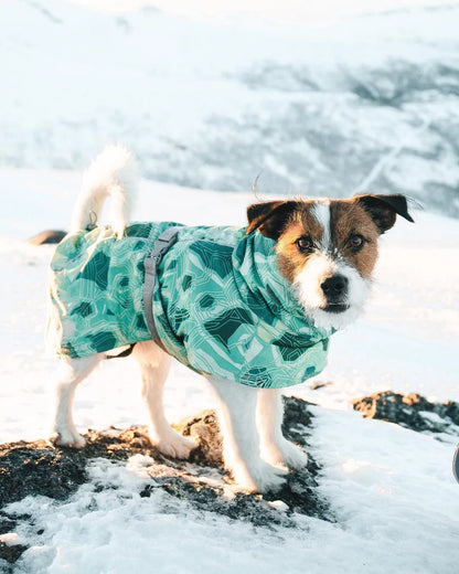 Dog Winter Outfit