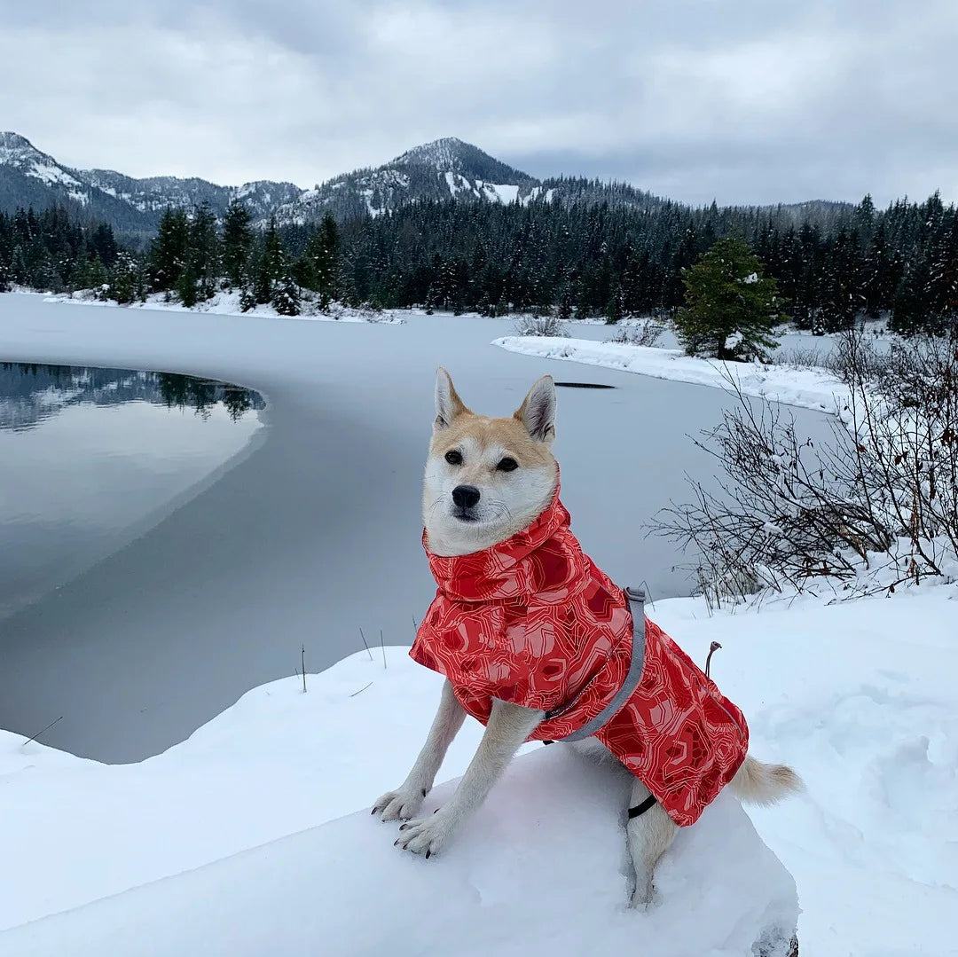 Dog Winter Outfit